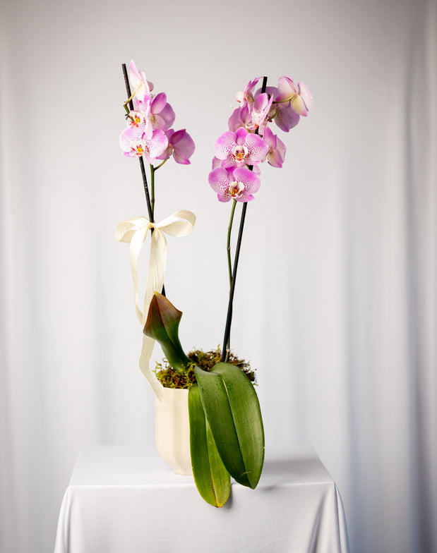 collections/SallyAlbright.jpg