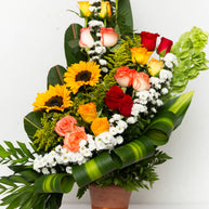 Musa